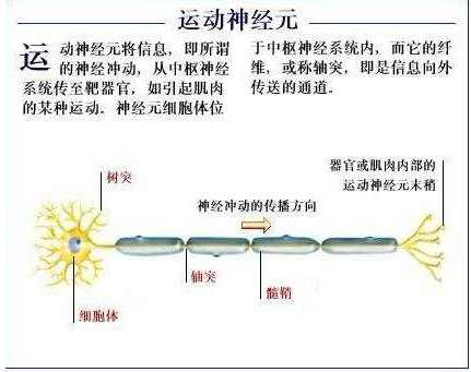 运动神经元病研究获突破，最新消息及未来展望